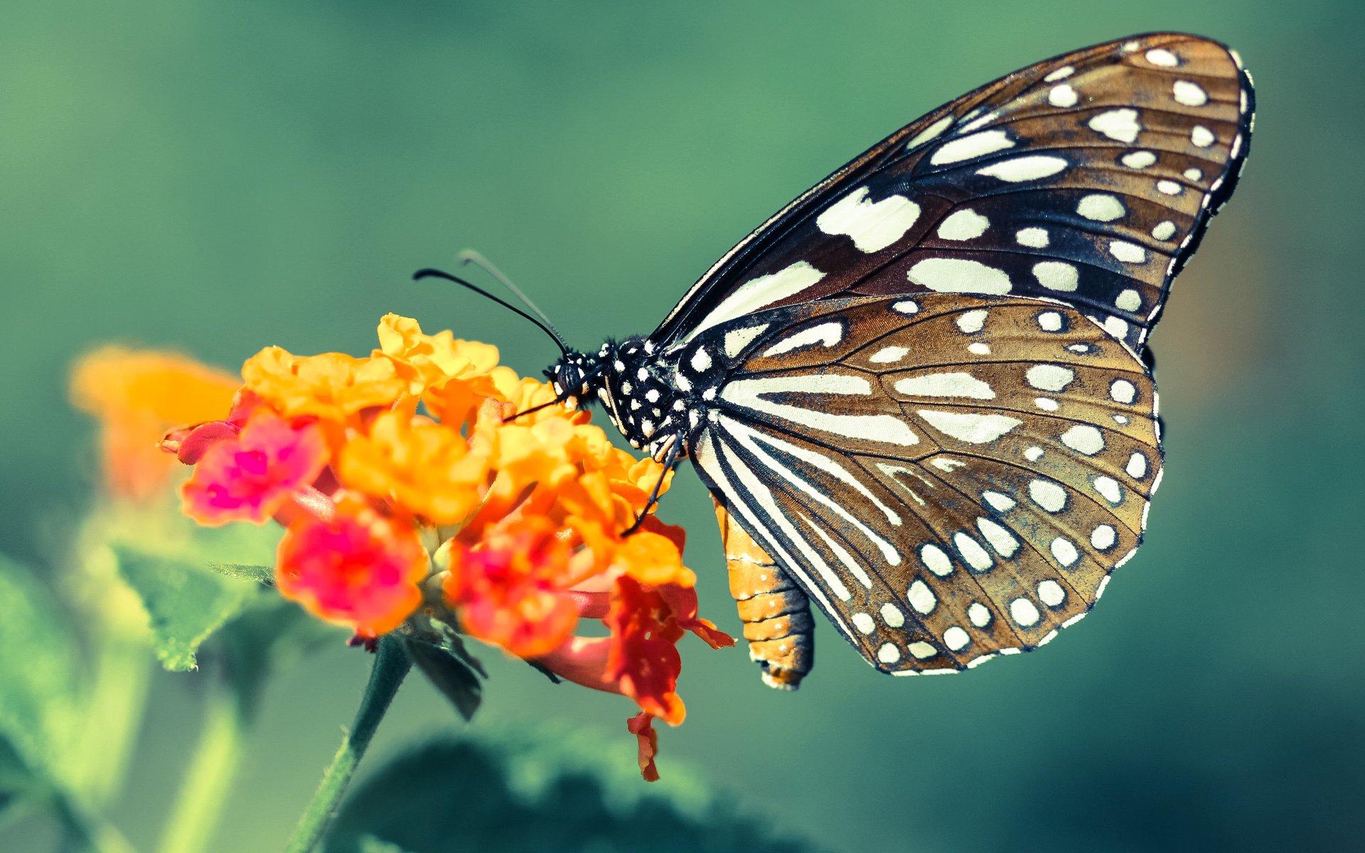 悬崖边的牛仔对决,山西末节逆转,四川克莱狂飙47分徒留悲壮