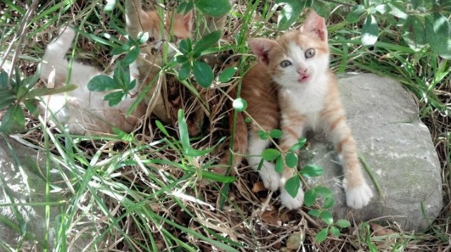 羽坛爆冷夜，马来西亚队降维打击法国队，辛杜却用一场火焰秀照亮赛场