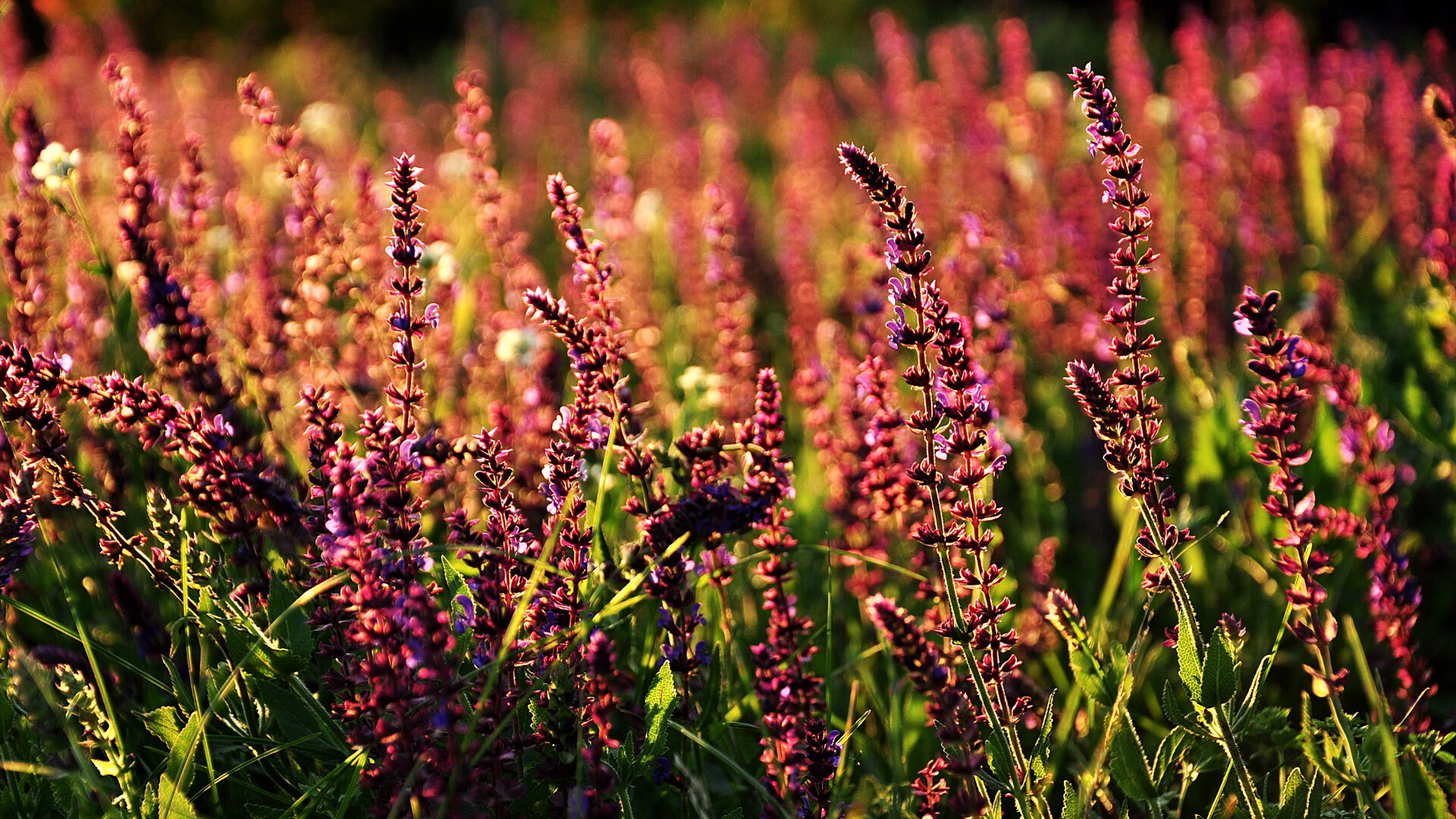 羽坛双面镜，德国战车的钢铁洪流与辛杜的烈焰轨迹