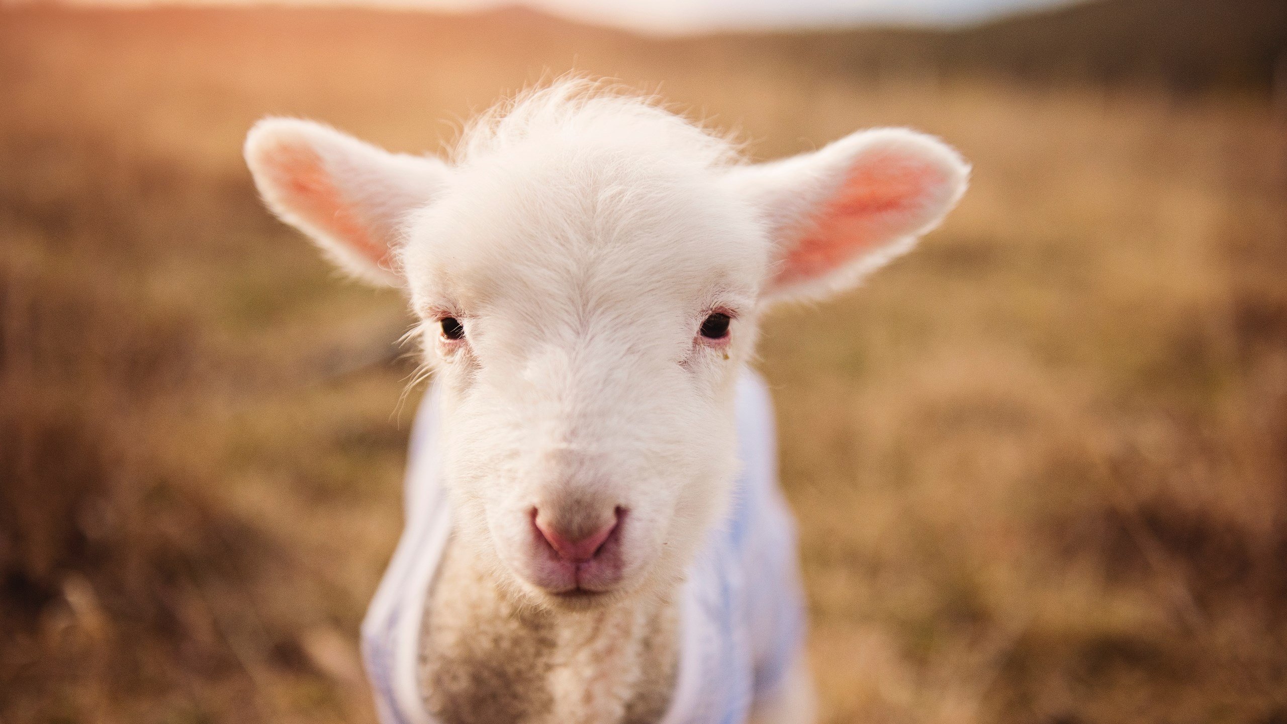 北欧风暴摧垮太极虎，一瞬之光改写战局