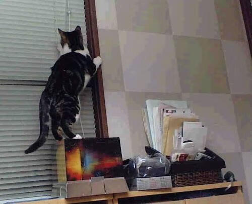 破局者迪亚斯,战火与神话之间,伊拉克足球的复兴宣言