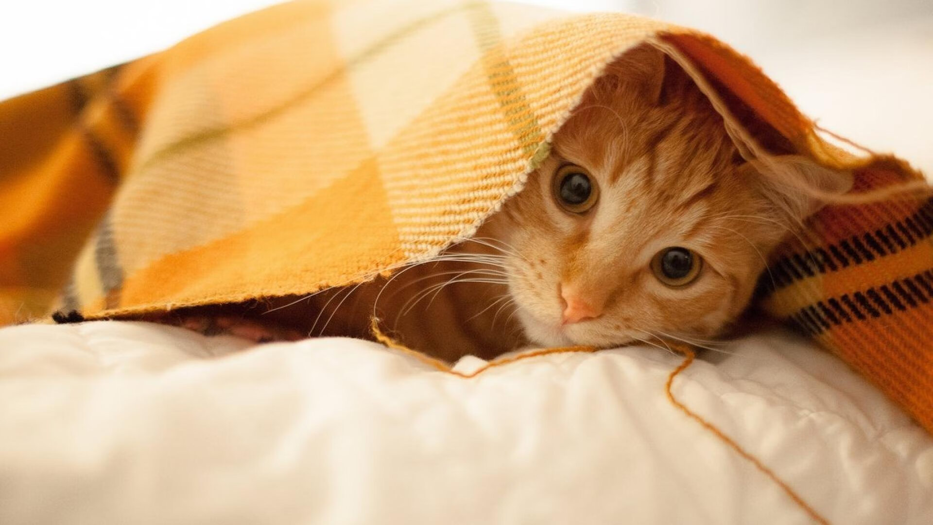 三头六臂莫兰特划破长空，活塞交响乐式火力压制森林狼