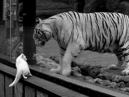 拉亚定律,当世界杯成为他的镜厅,德国战车在卡塔尔风暴中震颤的唯一真相