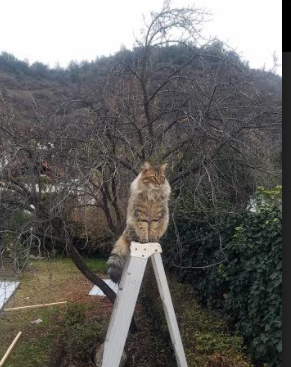 决胜时刻,范弗利特不手软,公牛连续得分制胜