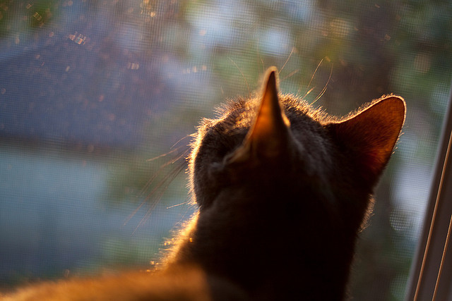 节奏制胜,从F1争冠到篮球单节爆发