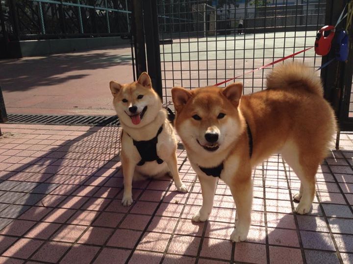 红色战车与绿茵铁幕,当F1争冠焦点战隐喻曼联强压伊朗