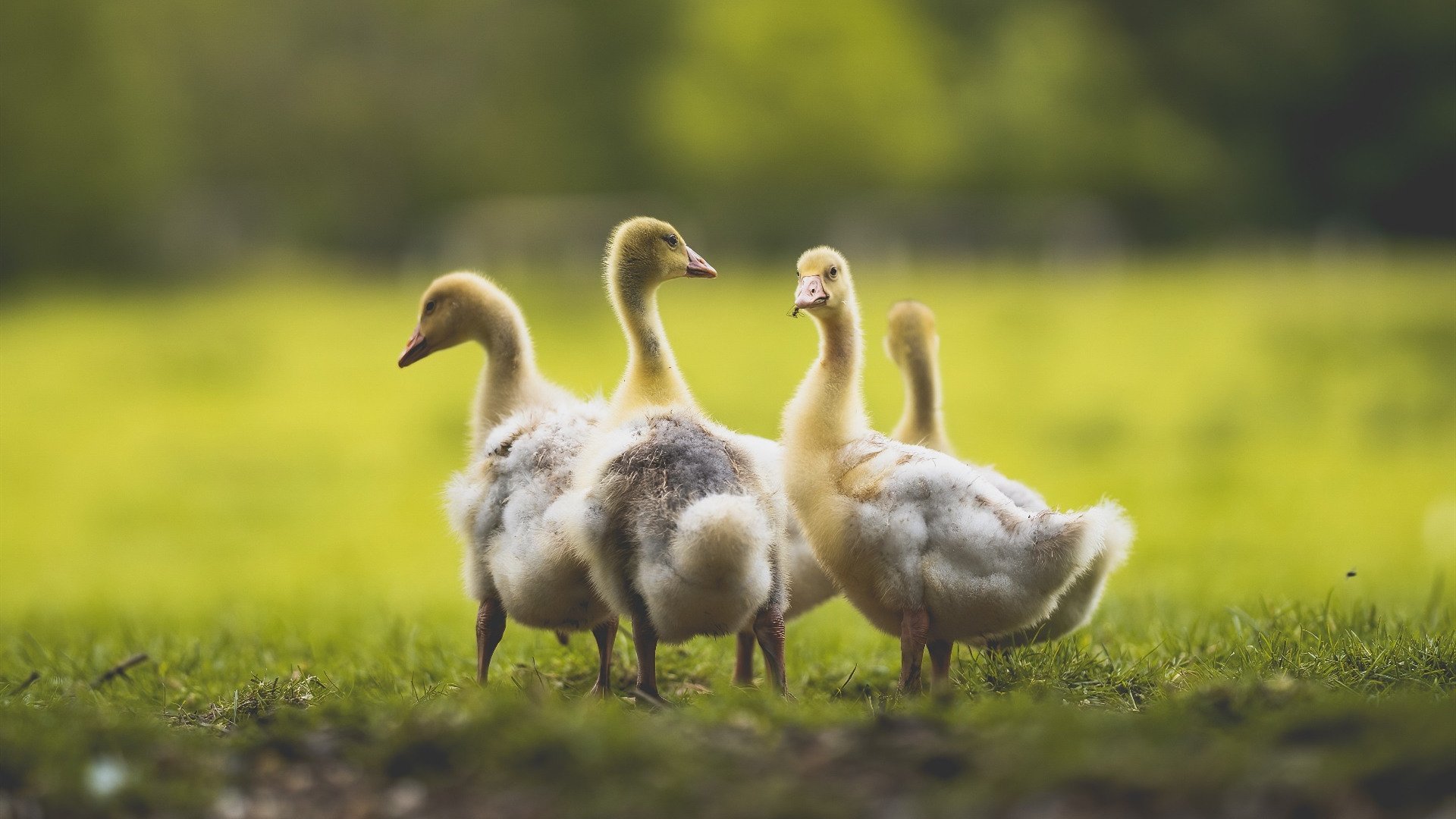 当伯纳乌遇上莱比锡,足球世界的奇妙交汇