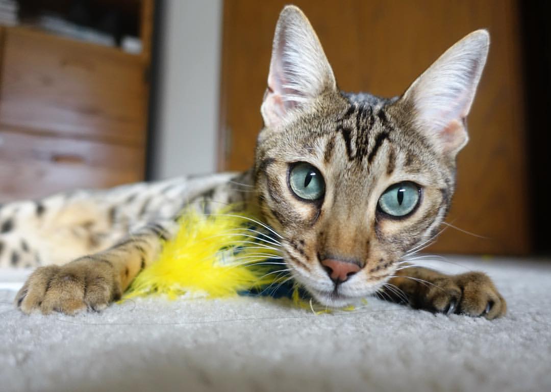 答案写在抢七之夜，恩比德的救赎与解答