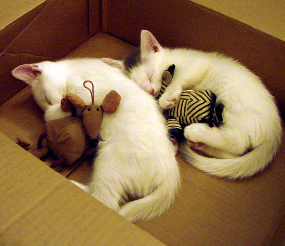 铁卫金玟哉一锤定音，洪都拉斯客场收割哥斯达黎加