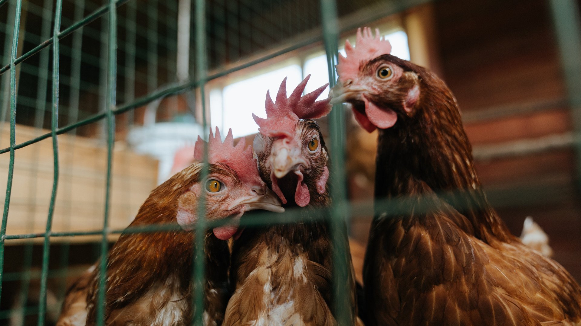 字母哥神奇时刻终结开拓者，凯尔特人终结对手连胜的战术密码