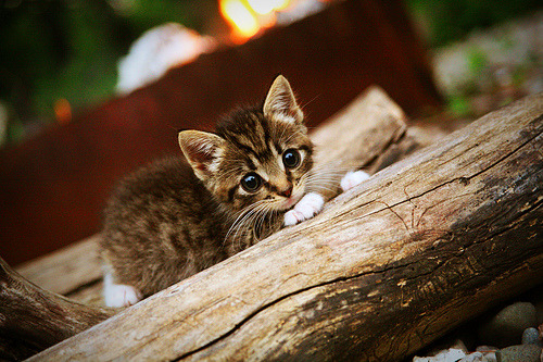 唯一逆转法则,当詹姆斯身披尼克斯战袍