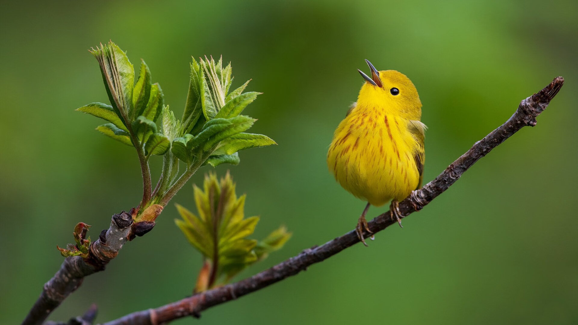 闯入者伦纳德,一场时空错位的统治,让两场无关的比赛同时失去悬念