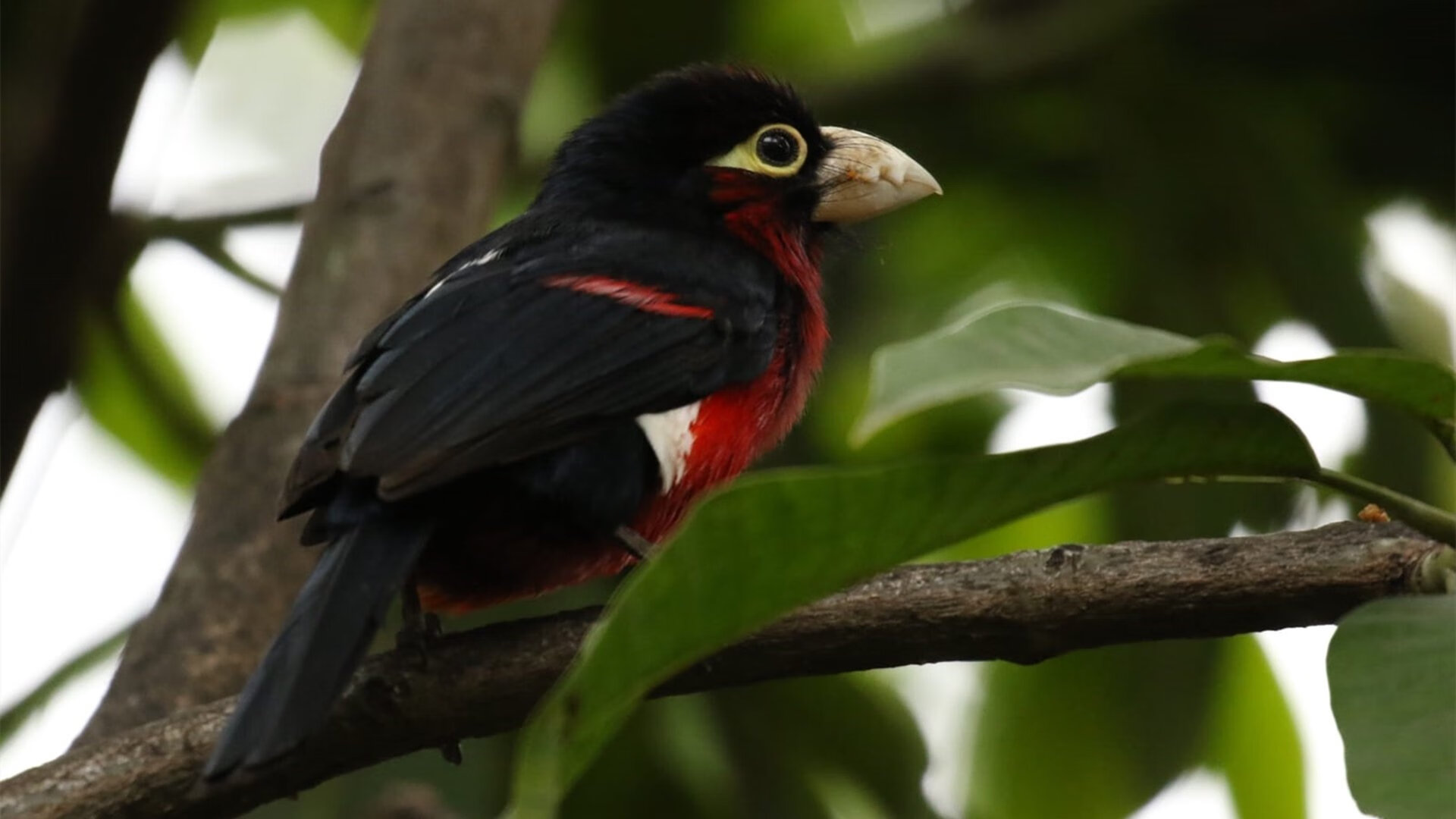 真正的MVP与崛起的黑马，约基奇用实力证明自己，魔术强势拿下公牛