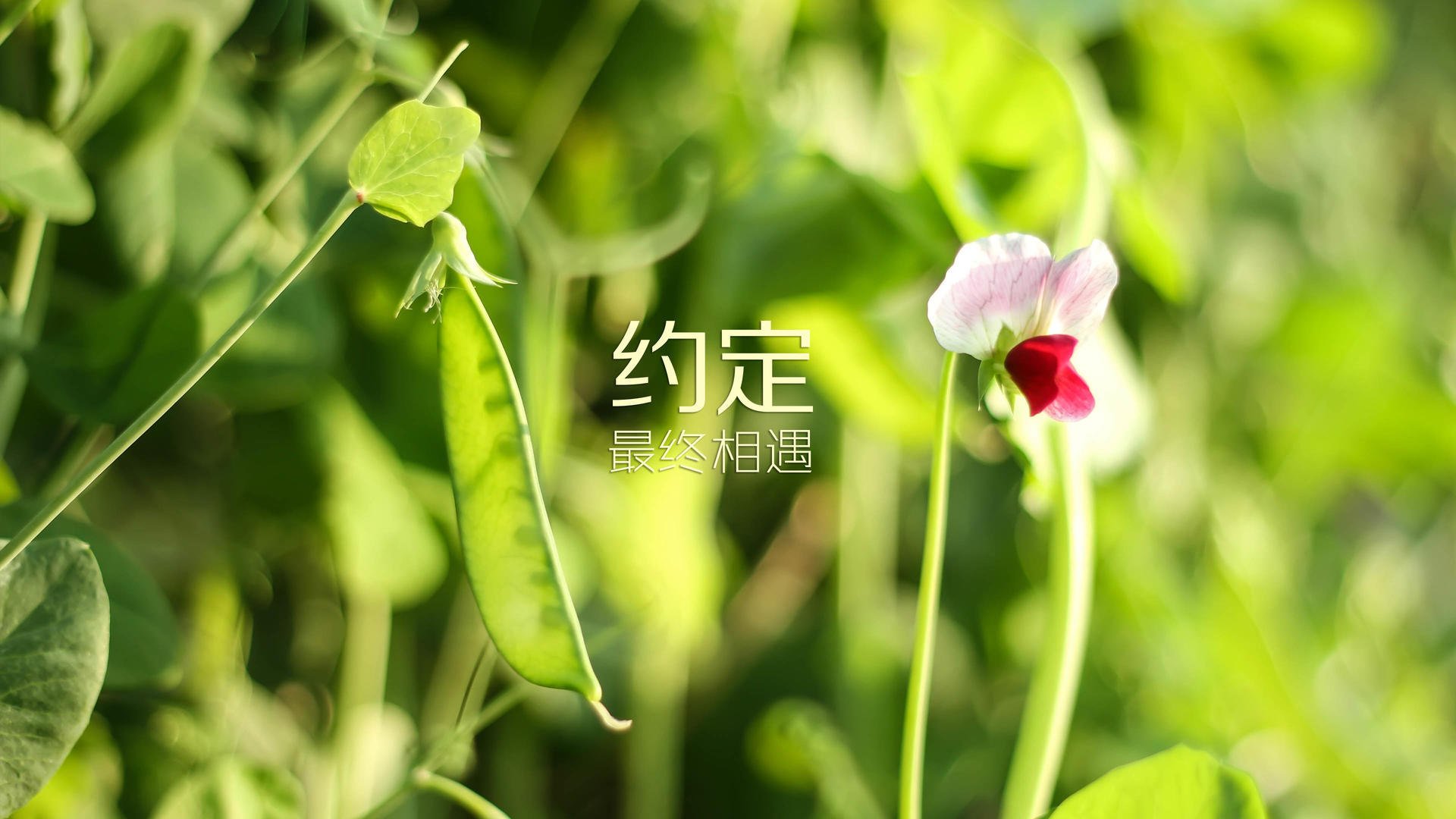 冰与火之歌,2026世界杯F组惊天一幕,北欧神话打破日耳曼战车,哈基米与门将共铸不朽传奇