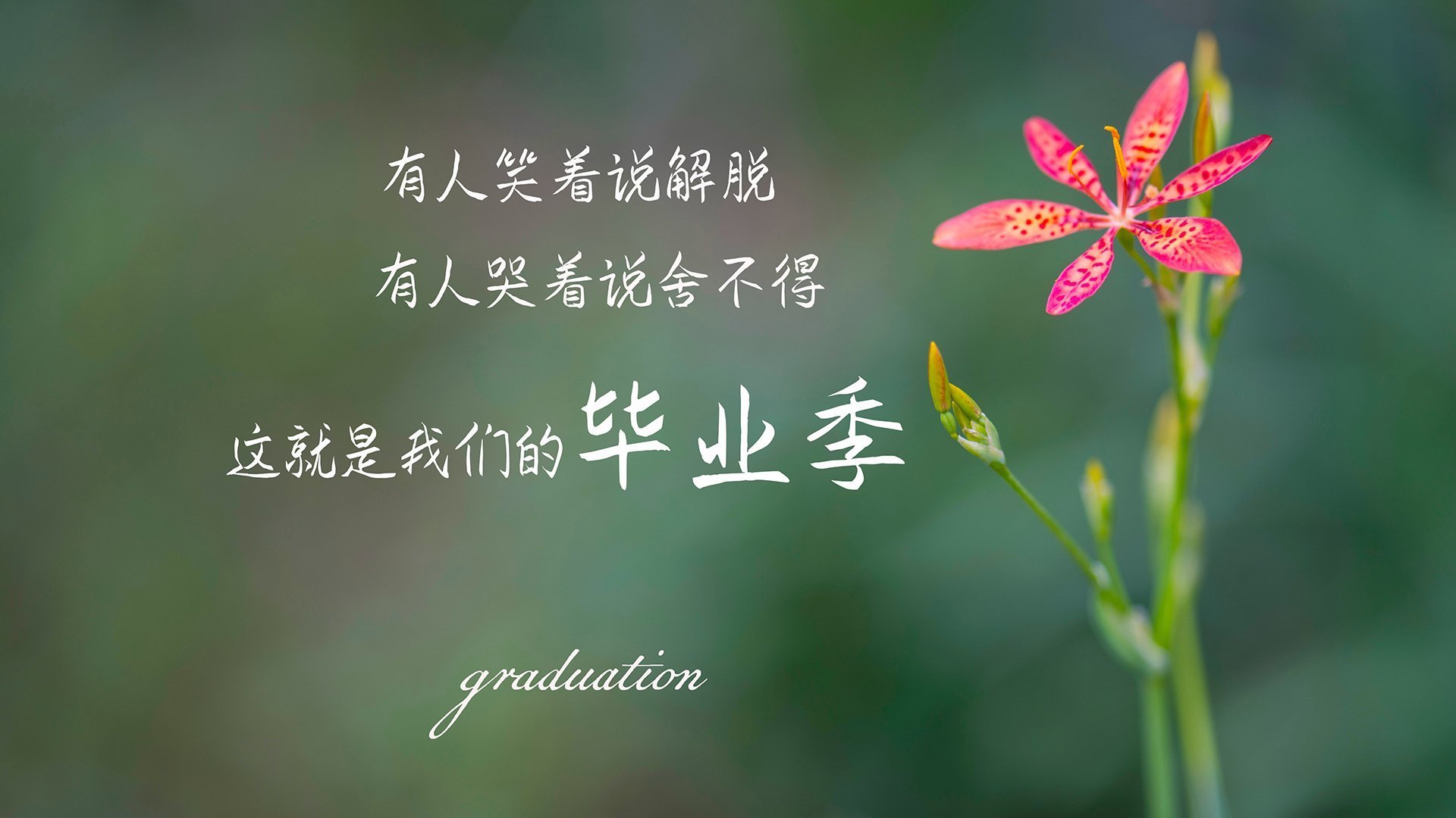 2026世界杯C组,喀麦隆的统治与萨卡的致命一击—一场碾压式胜利背后的足球哲学