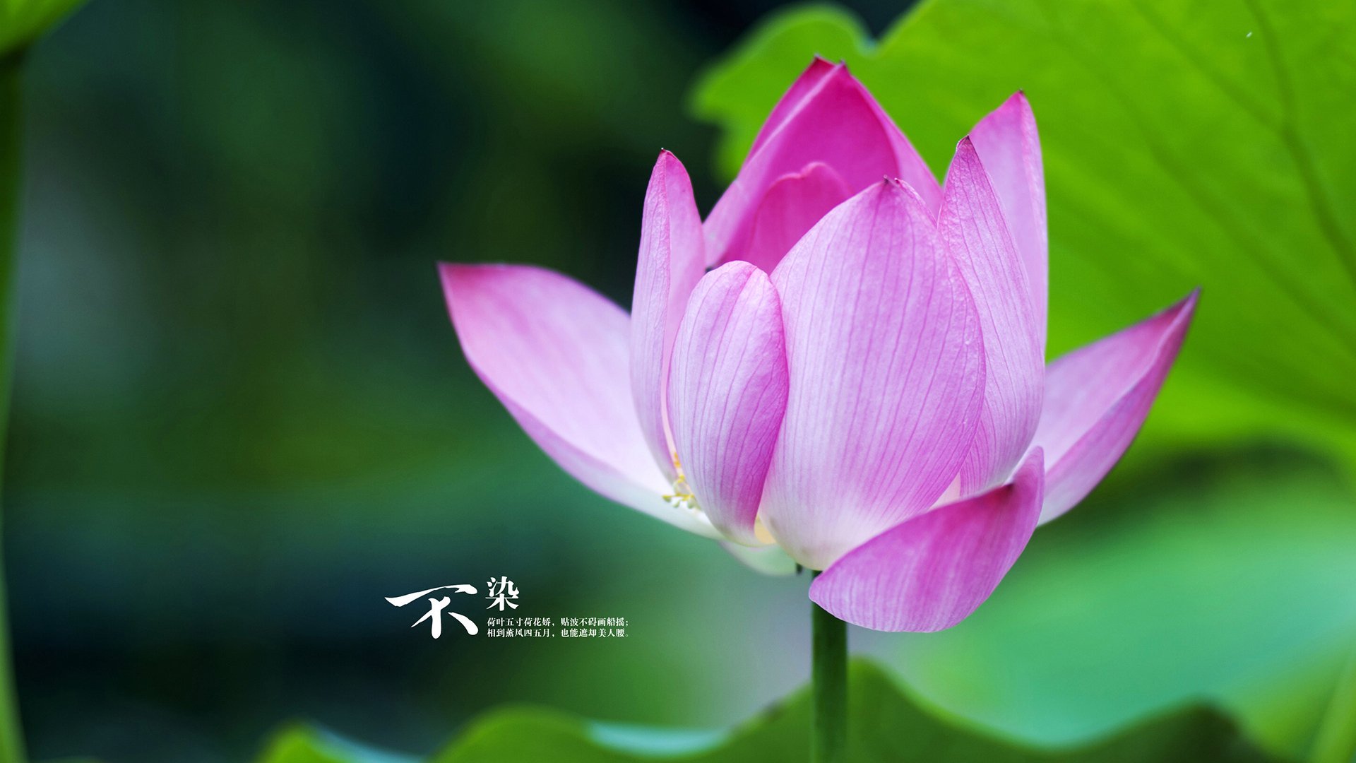 蓝色掌舵者，登贝莱如何用节奏之手，将2026世界杯A组变成单人独奏的乐章