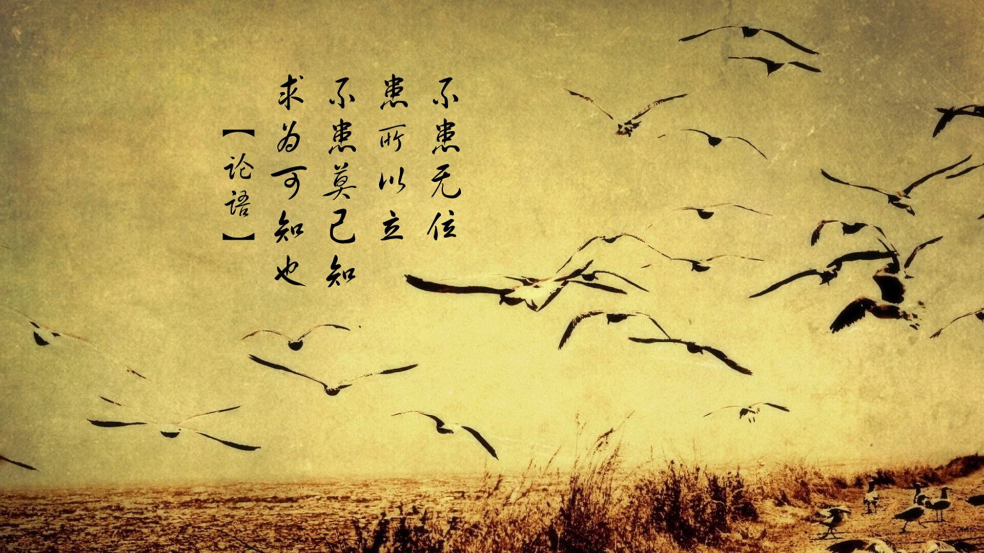 橙衣风暴与枫叶铁蹄，2026世界杯D组生死战，荷兰智取罗马尼亚，阿方索·戴维斯独舞定乾坤